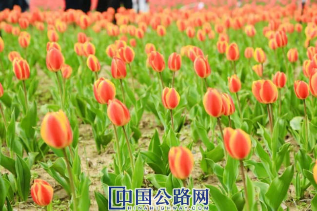 縱貫S21阿烏高速黃金旅游通道 ——邀您體驗(yàn)大漠風(fēng)光與便捷旅途